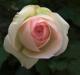 zarte hellroa Rosenblüte vor dunklem Grund