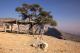 Jebel Shams, Oman, Ziegenunterstand am Canyon