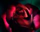 dark red rose in the dark