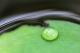 Tautropfen auf grüner Wasserpflanze mit dunklrem Hintergrund, vergrößert