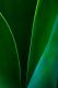 closeup of aloe leaves blue green