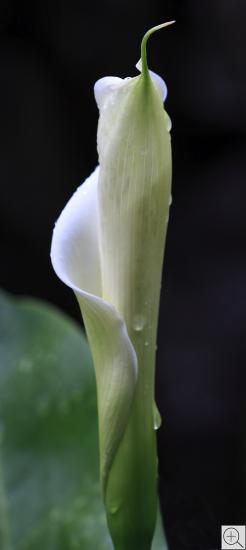 rolled-up Calla bud 
