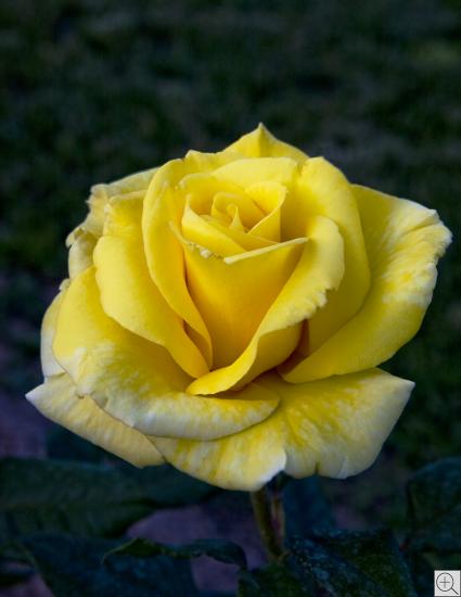 gelbe Rose auf dunklem Grund