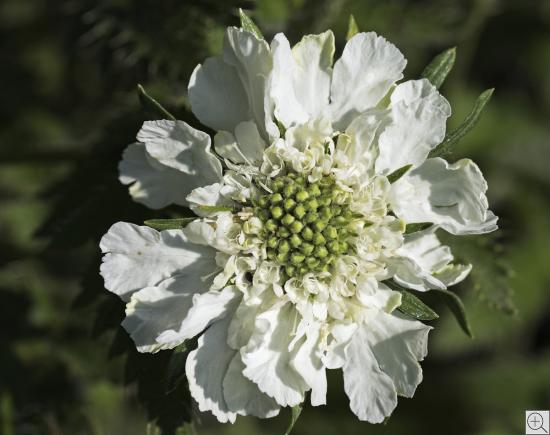 Nahaufnahme Schleifenblume