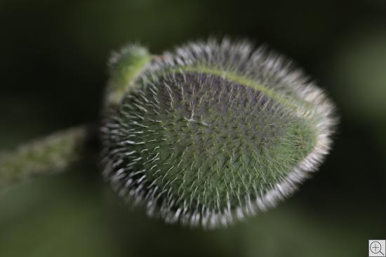 Nahaufnahme einer stacheligen Mohnknospe