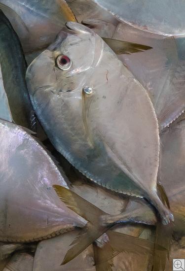 perlmuttfarbener kleinerer Fisch am Mindelo-Fischmarkt, Kap Verden