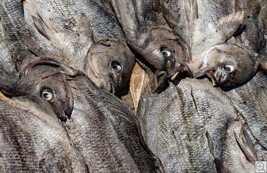 trocknende graue Fische in der Sonne am Mindelo Fischmarkt, Kap Verden
