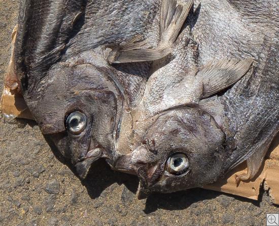 grauer Trockenfisch, durchschnitten aber noch verbunden