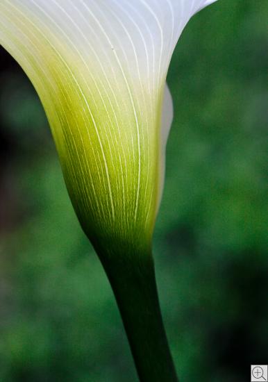 calla closeup of the flower cup