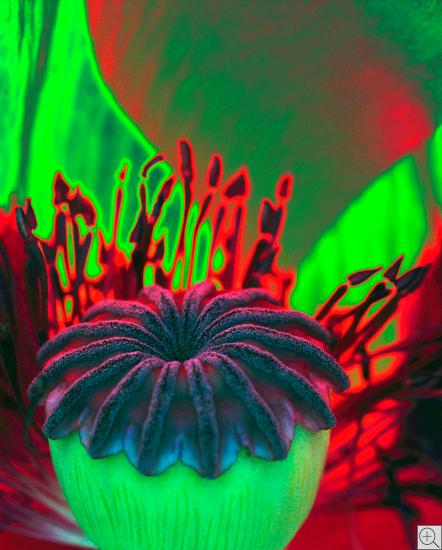 poppy flower inside, green, abstract