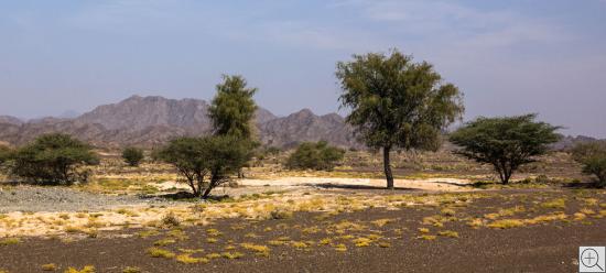Sharqiya, Oman,  Ebene mit Bäumen und Blick auf die Hajar Berge