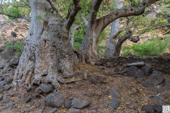  Kapok Trees near Cidade Velha, Santiago, Cabo Verde