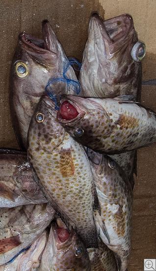 Stillleben - 5 tote Fische, mit Langleinen gefangen
