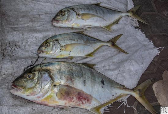 Stillleben von Gelbflossen Thunfischen - thunnus albacares