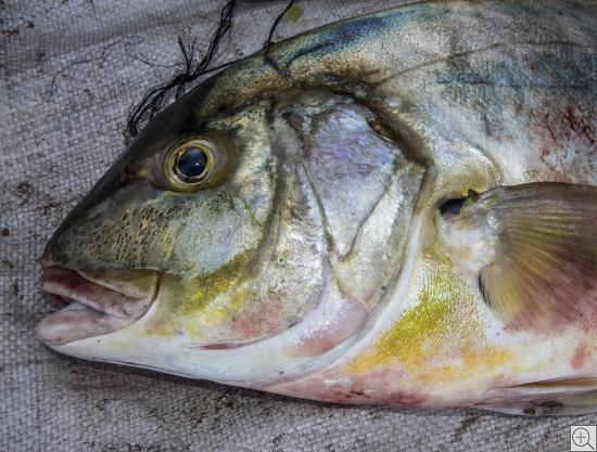 Portrait eines toten Gelbflossen-Thunfischs, thunnus albacares