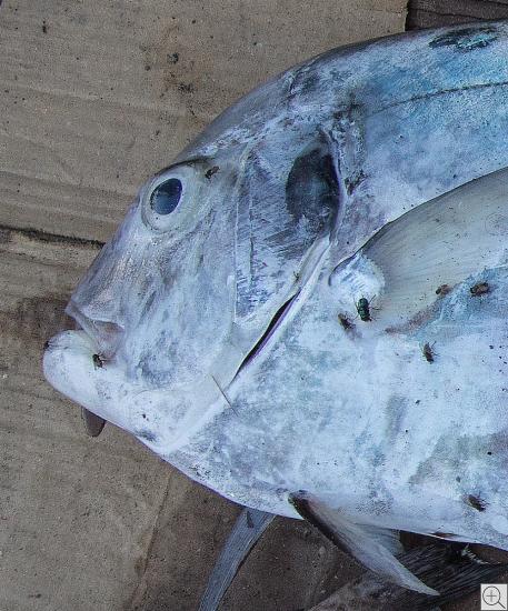 Portrait eines türkisen Fisches