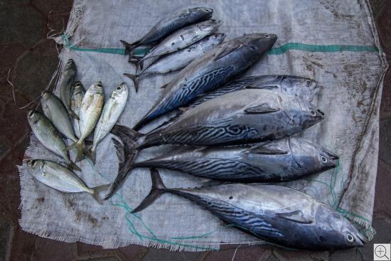 Stillleben von Makrelen u.a. Fischen auf Sackleinen
