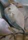 perlmuttfarbener kleinerer Fisch am Mindelo-Fischmarkt, Kap Verden