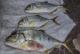 Stillleben von Gelbflossen Thunfischen - thunnus albacares