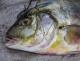 Portrait eines toten Gelbflossen-Thunfischs, thunnus albacares